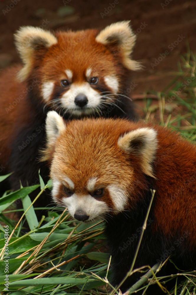 Roter Panda Portrait Kleiner Panda Roter Panda Portrait Kleiner Panda