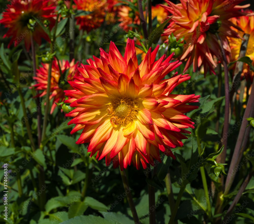 The dahlia (name, Hapet Vulcano) in the dahlia garden Baden Baden near the lichtentaler alley. Baden Baden, Baden Württemberg, Germany The dahlia (name, Hapet Vulcano) in the dahlia garden Baden Baden near the lichtentaler alley. Baden Baden, Baden Württemberg, Germany
