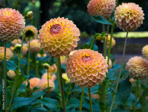 The dahlia (name, Blyton Softer Gleam) in the dahlia garden Baden Baden near the lichtentaler alley. Baden Baden, Baden Württemberg, Germany photo