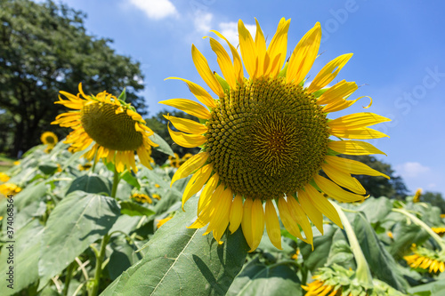 Sunflowers fields