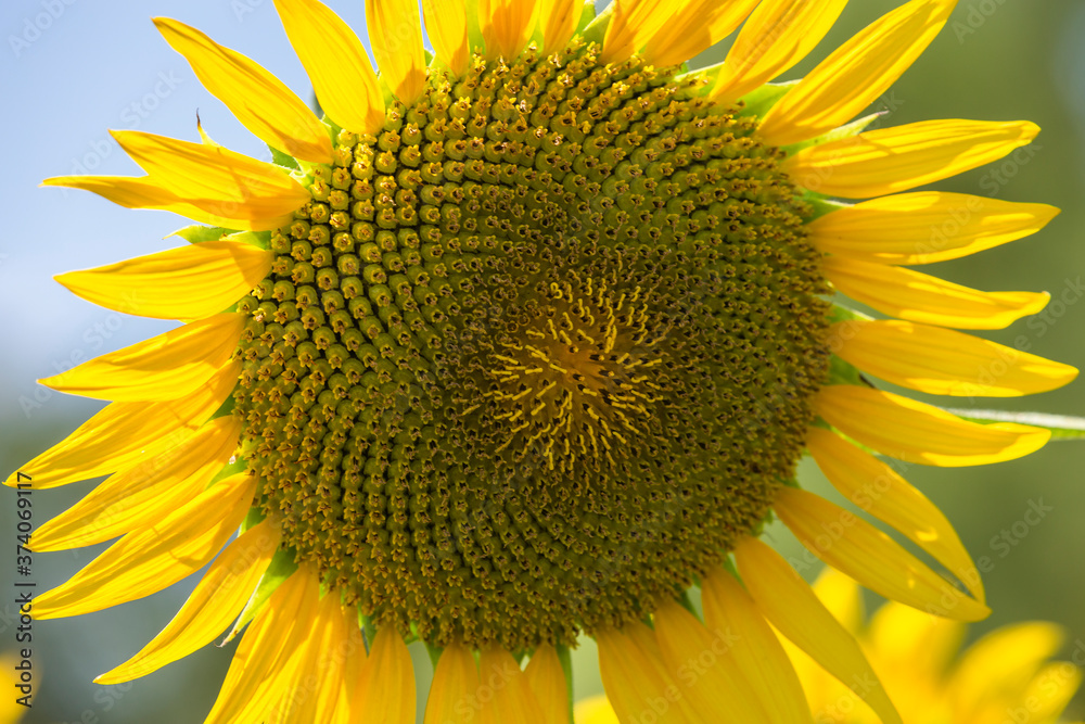 Naklejka premium Sunflowers fields