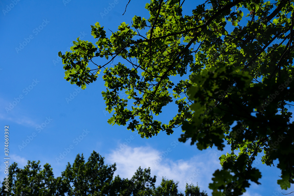 green leaves against the blue sky. oak leaves. sunny day forest. atmospheric nature background green leaves against the blue sky. oak leaves. sunny day forest. atmospheric nature background