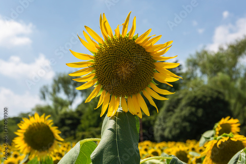 Sunflowers fields