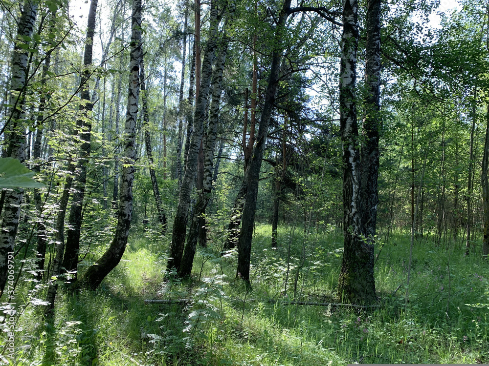 Obraz premium path in the forest