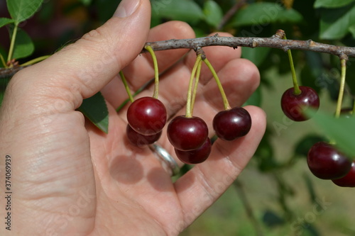 hand picking cherries