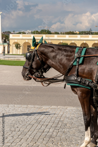 horses waiting in the courtyard of the Belvedere Castle in Vienna