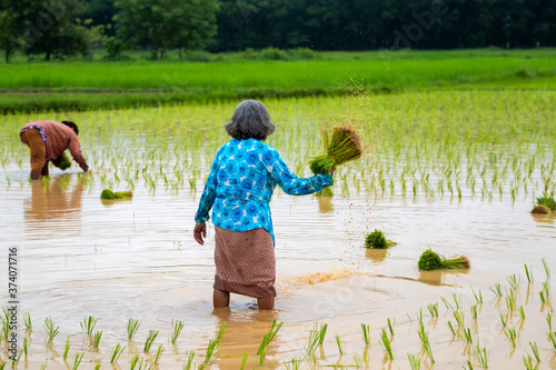 Transplanting rice Rice in Nakhon Nayok, Thailand