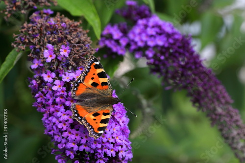 Piękny motyl na kwiecie Budlei kwitnącym latem w ogrodzie botanicznym