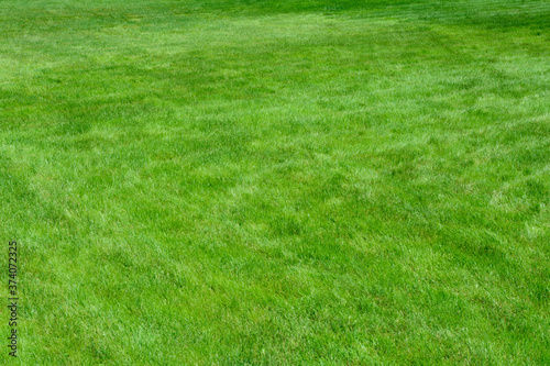 Green background, trimmed lawn grass on a Sunny day,blur,selective focus