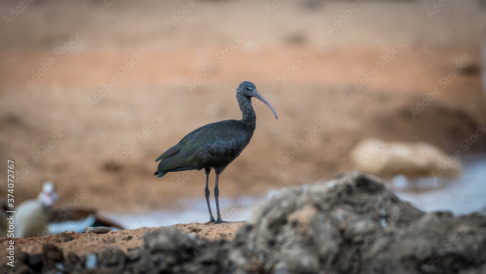 Fototapeta premium Isolated close up portrait of an Ibis bird