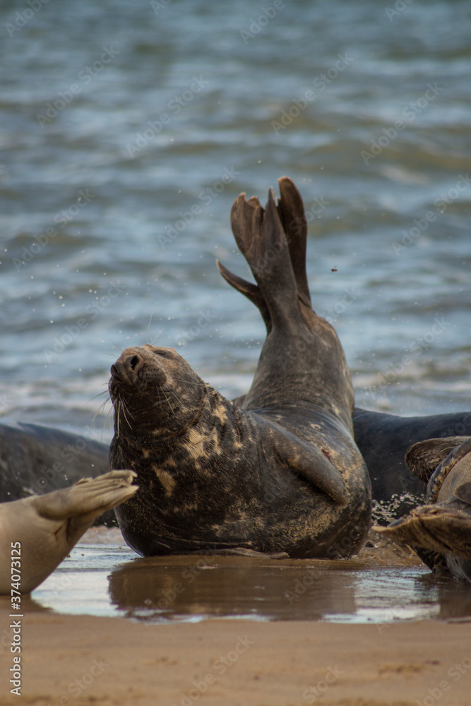 Fototapeta premium Sea Lion encounter