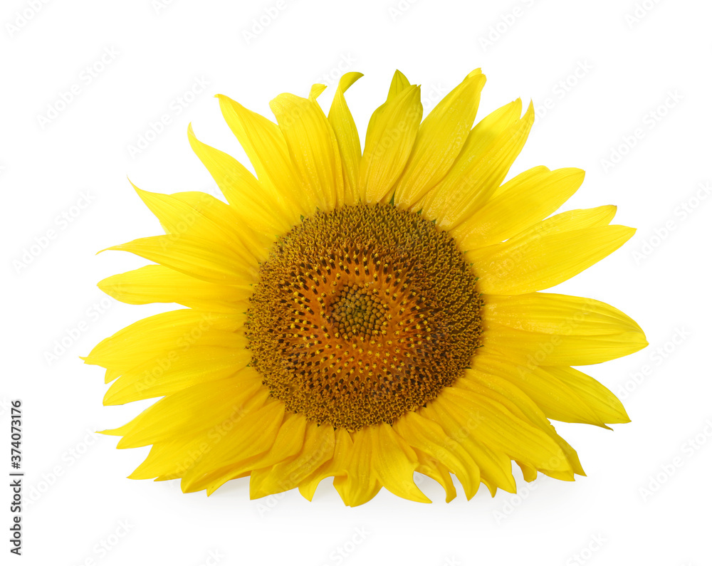 Beautiful bright blooming sunflower isolated on white Beautiful bright blooming sunflower isolated on white