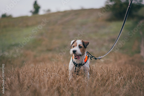 Cute Portrait of Parson Russell Terrier in Orange Pulling Harness photo