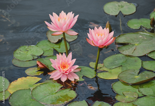 Beautiful flowers of water lilies in the water.