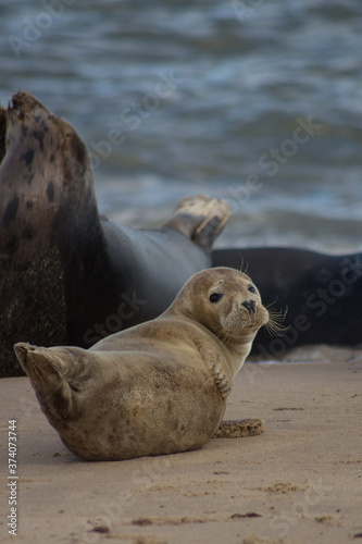 sea lion on the norfolk beach