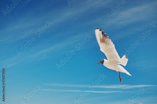 Seagull in flight.
