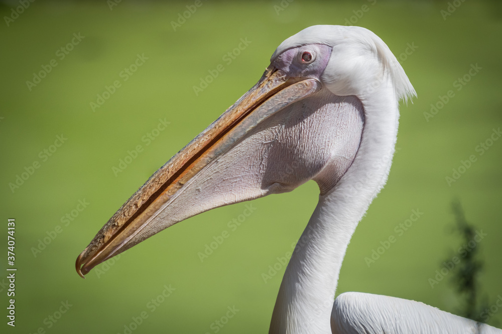 Isolated close up portrait of White Pelican bird- Israel Isolated close up portrait of White Pelican bird- Israel