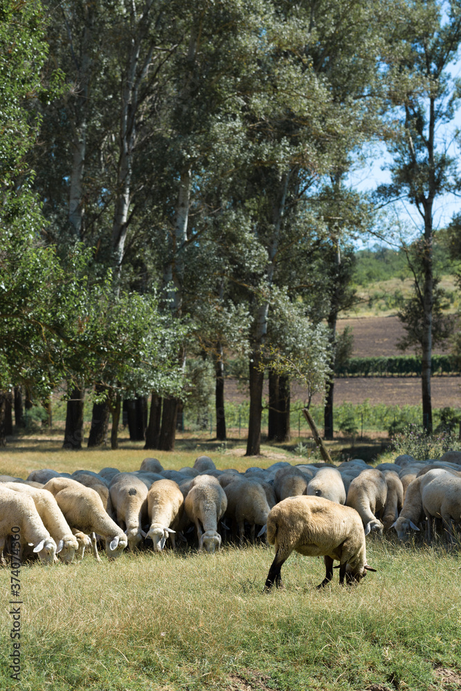 Sheep and goats graze on green grass in spring Sheep and goats graze on green grass in spring