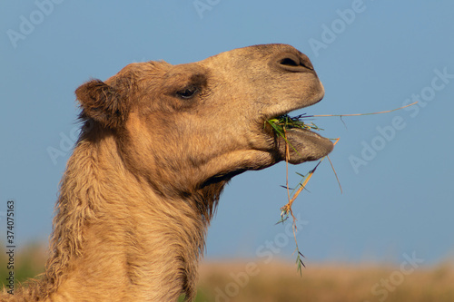 African Camel in the Namib desert.  Funny close up. Namibia