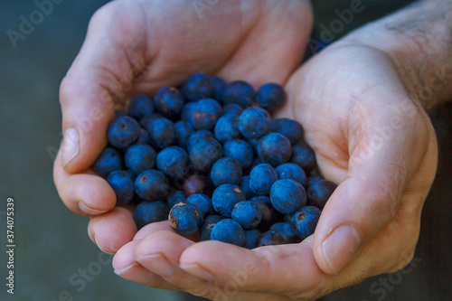 A farmer collecting the harvest from his garden in the summer