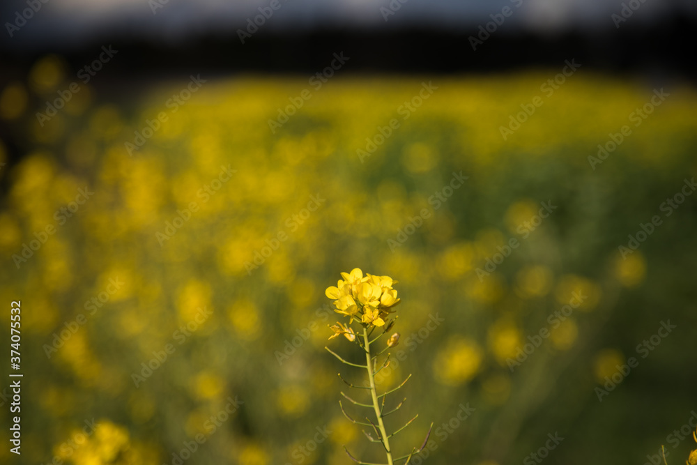 Fototapeta premium 菜の花 春