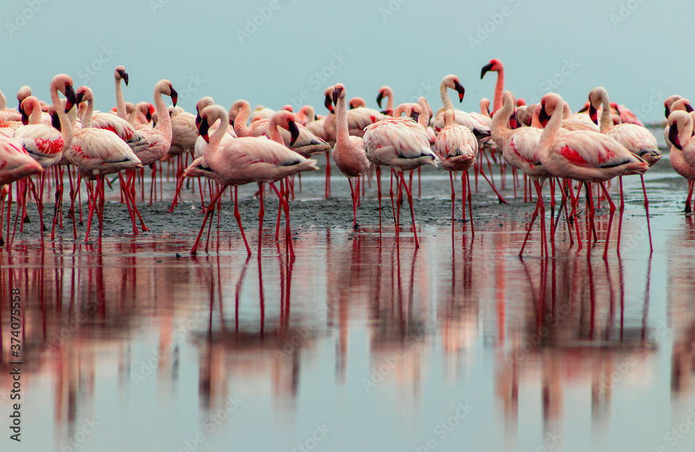 Obraz premium Wild african birds. Group birds of pink african flamingos walking around the lagoon