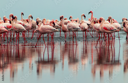 Wild african birds. Group birds of pink african flamingos  walking around the lagoon © Yuliia Lakeienko