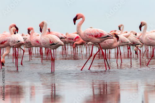 Wild african birds. Group birds of pink african flamingos  walking around the lagoon © Yuliia Lakeienko