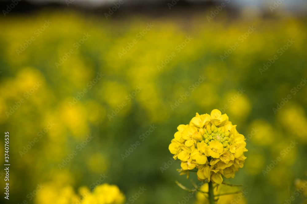 Obraz premium 菜の花 春 マクロ撮影