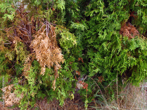 Dried thuja