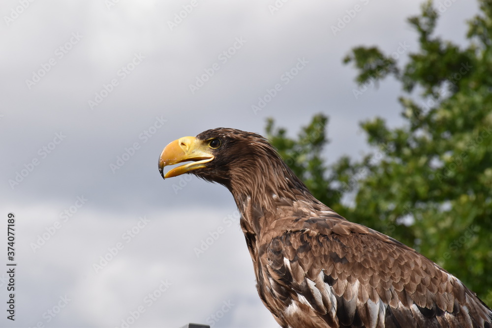 Fototapeta premium Sea eagle portrait with natural background an beak close