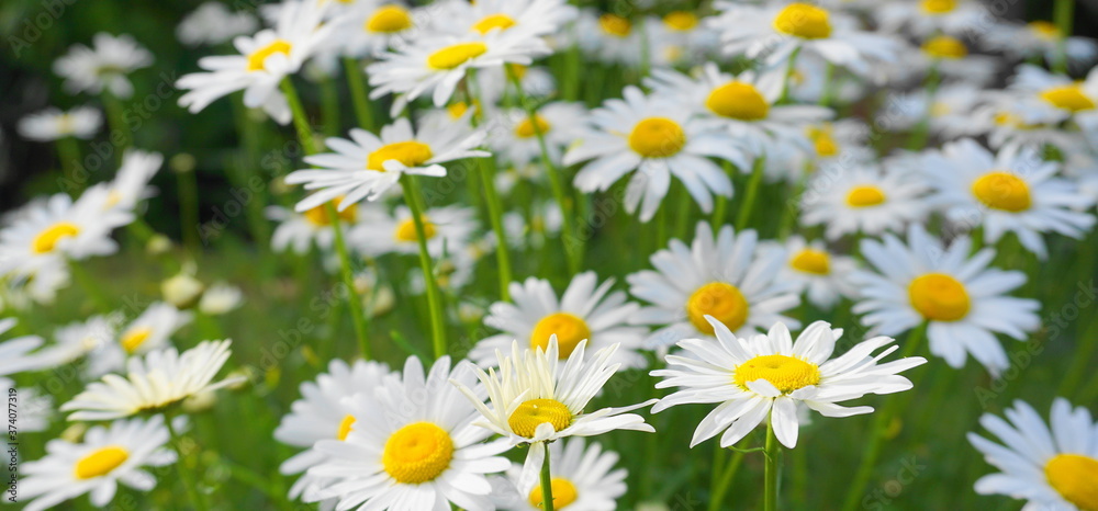 Fototapeta premium Meadow of white Chamomile flowers close up. Herbal medicine.