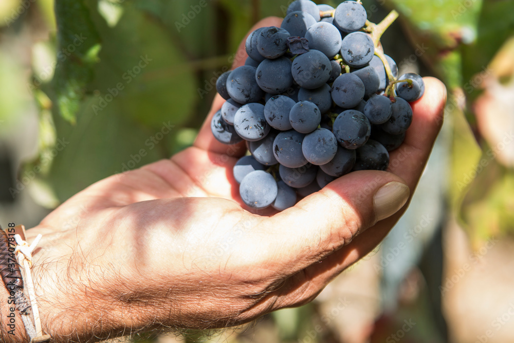 hands picking black grapes in the vineyard