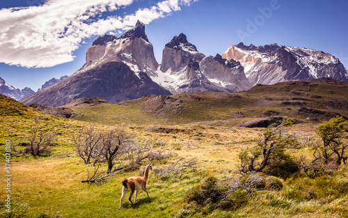 Guanaco on the field in Torres del Paine, Chile. Native wildlife in patagonian landscape. © Ed Gazzinelli