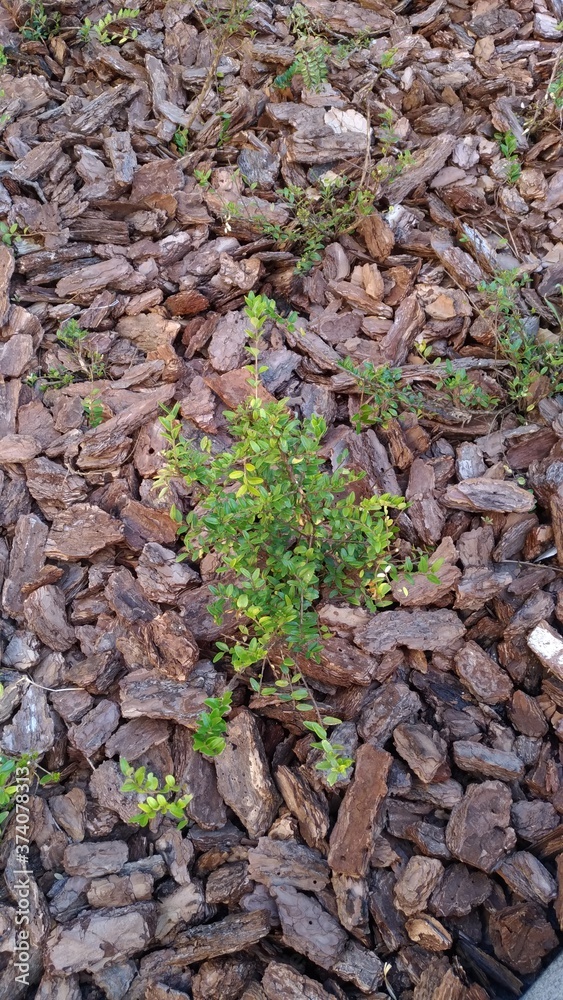 Saplings in the ground covered with bark. Saplings in the ground covered with bark.