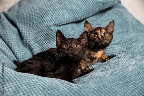 Two cute dark kittens on the sofa