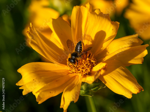 Megachile frigida | Abeille découpeuse de feuilles ou mégachile au corps brun noir, striée de lignes jaunes et blanches, dotée d'un panier abdominal aux poils courts collectant du pollen photo