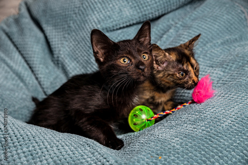 Two cute dark kittens on the sofa © jamurka