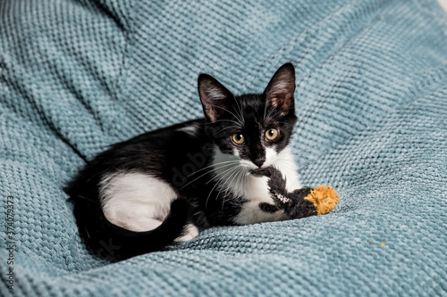 A cute black and white kitten with yellow eyes on the sofa playing with toys