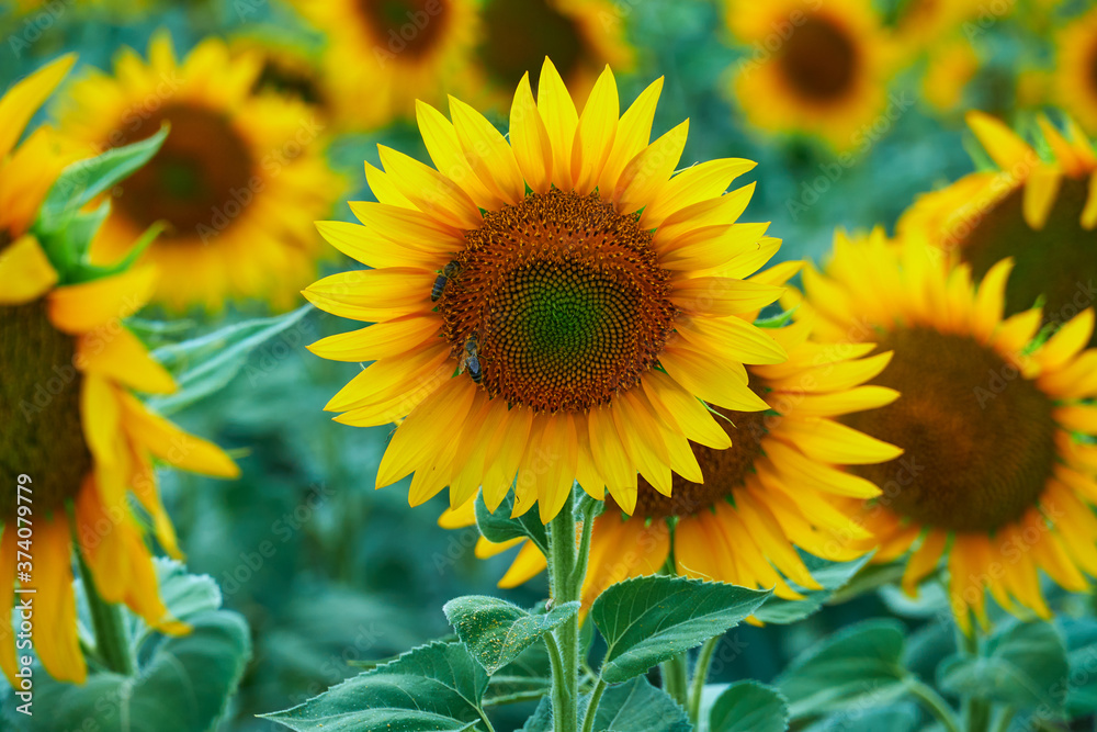 Obraz premium bright sunflower field, a beautiful landscape on a summer day