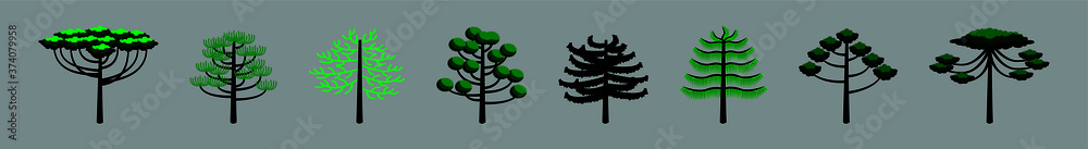 araucaria tree set. stock vector illustration