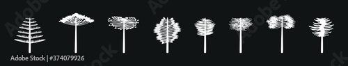 araucaria tree set. stock vector illustration