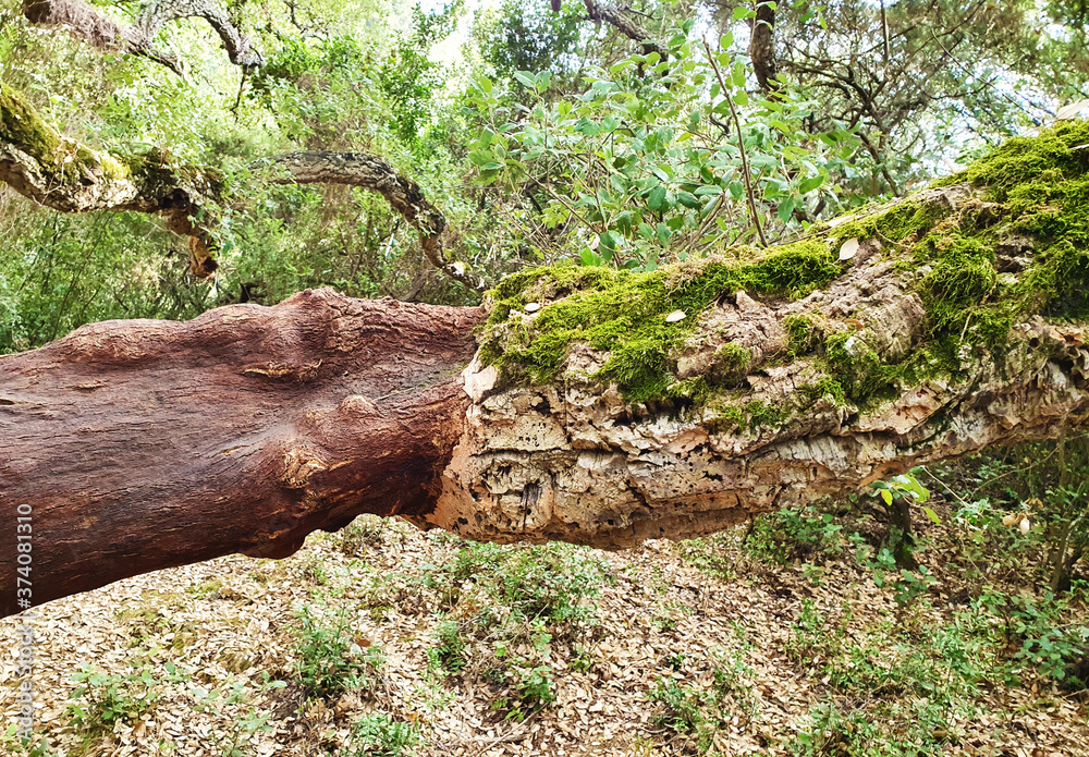An old 100 year old Italian tree in a subtropical climate An old 100 year old Italian tree in a subtropical climate