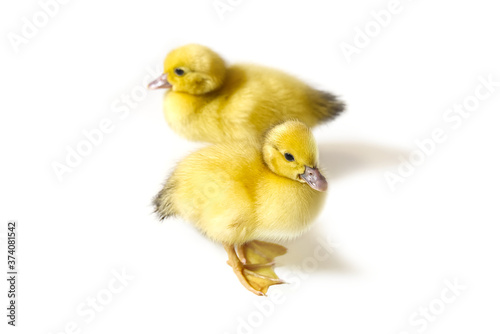 Few days old two yellow duckling isolated on white.