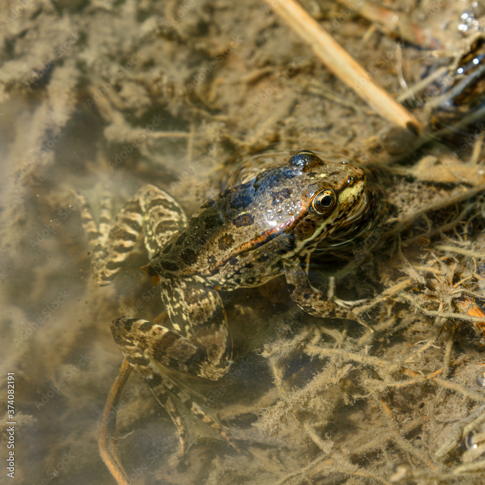 small frog half out of water, close-up in natural environment small frog half out of water, close-up in natural environment