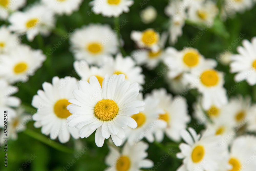 Camomile in the garden close-up. Floral daisy natural background Camomile in the garden close-up. Floral daisy natural background