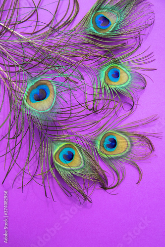 Peacock feathers lie on a lilac background .Vertical orientation.