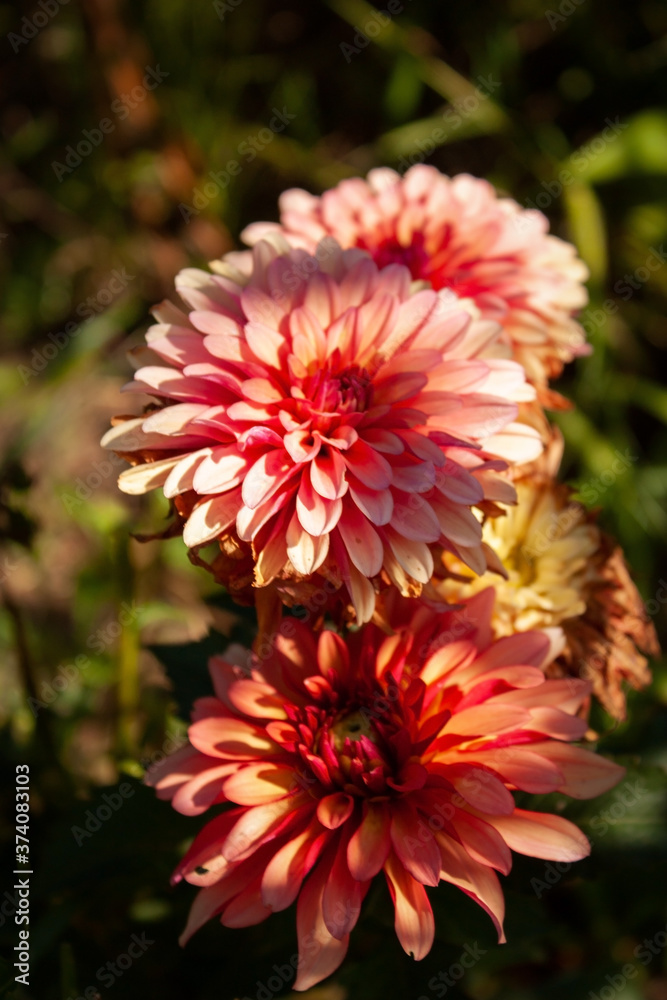 Orange and pink dahlia flowers illuminated by the sun. Orange and pink dahlia flowers illuminated by the sun.
