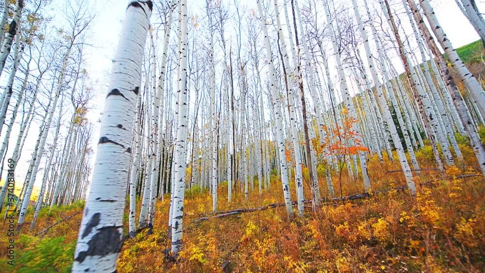 Pov point of view walking looking up low angle vertical panning of aspen trees on hiking trail by Castle Creek scenic road in colorful autumn with yellow green folaite in Aspen, Colorado
