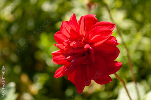 Scarlet dahlia flower illuminated by the sun against the backdrop of the greenery of the garden.
